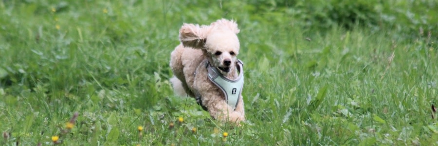 Hund som springer i gräset