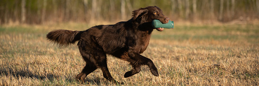 ARTICLE/DOG/BREED/FLATCOATED RETRIEVER DESKTOP 900x300