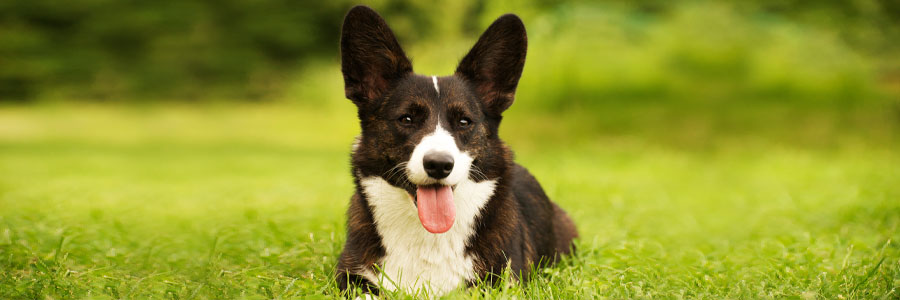 Welsh corgi cardigan