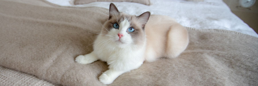 Ragdoll