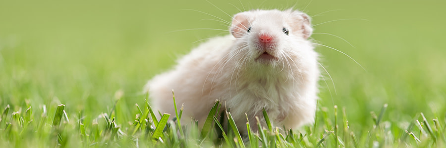 Hamster i gräset