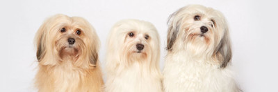 ARTICLE/DOG/BREED/BICOHN HAVANAISE DESKTOP 900x300