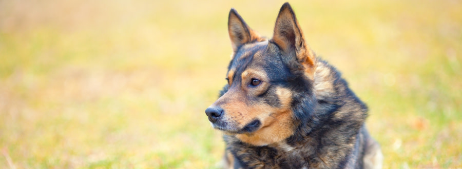 Hund som spanar åt sidan