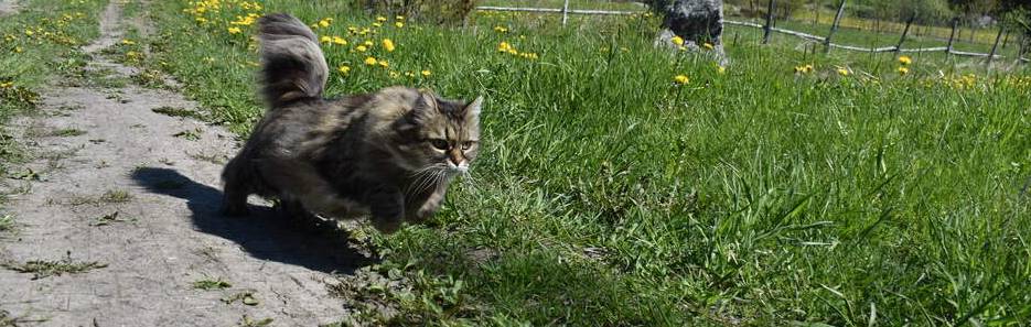 Katt som springer på en stig genom högt gräs