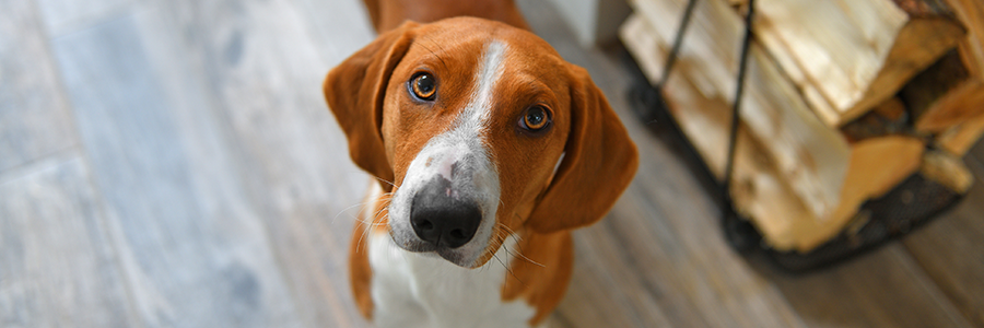 ARTICLE/DOG/BREED/DREVER DESKTOP 900x300