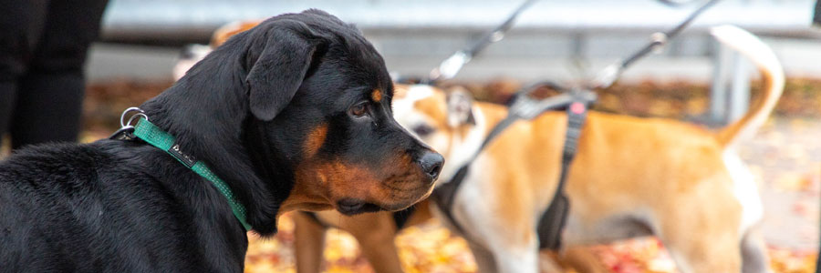 Rottweiler