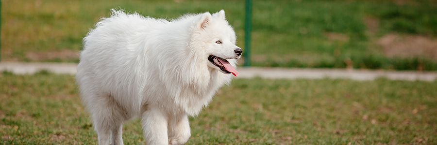 Stor hund med vit fluffig päls