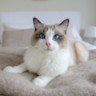 Goda råd för din katt