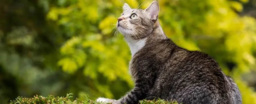 Katten är ute och har en uppmärksam blick.