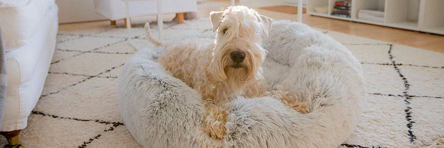 Hund som ligger i en hundbädd