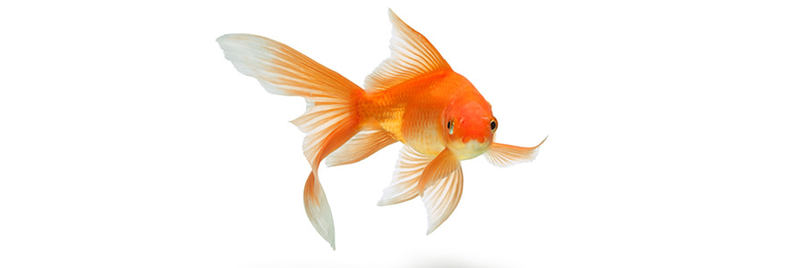 Guldfisk