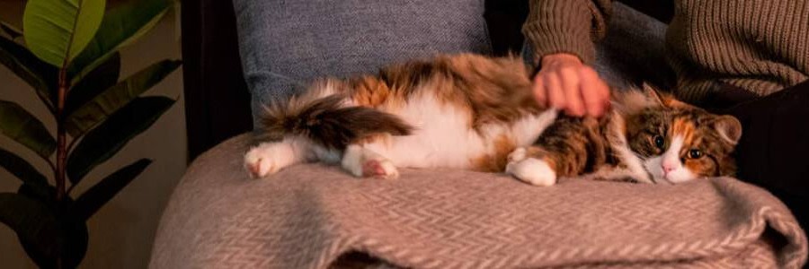 Katt som blir klappad