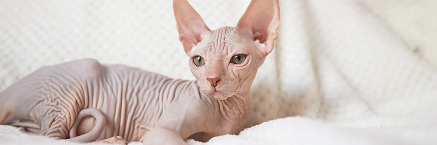 Sphynx katt