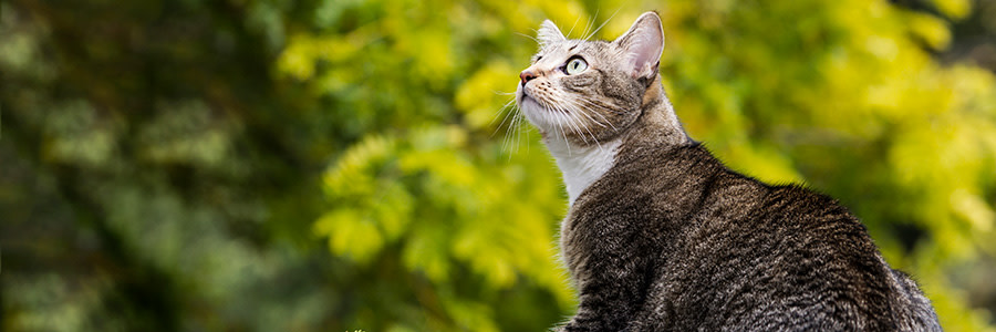 Katt som sitter utomhus och tittar uppåt