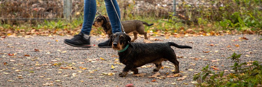 ARTICLE/DOG/BREED/DACHSHUND DESKTOP 900x300