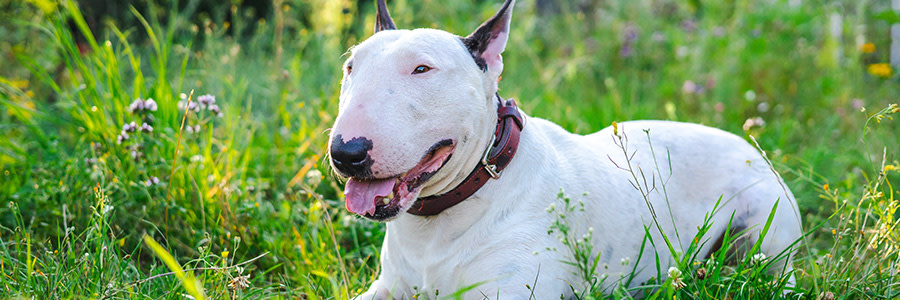 ARTICLE/DOG/BREED/BULLTERRIER DESKTOP 900x300