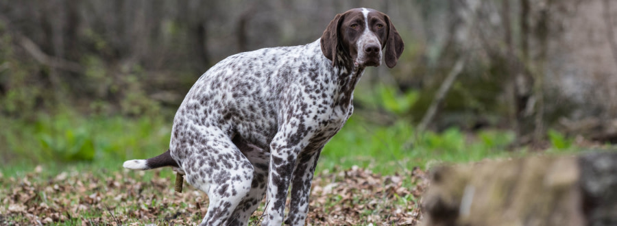 Hund som bajsar