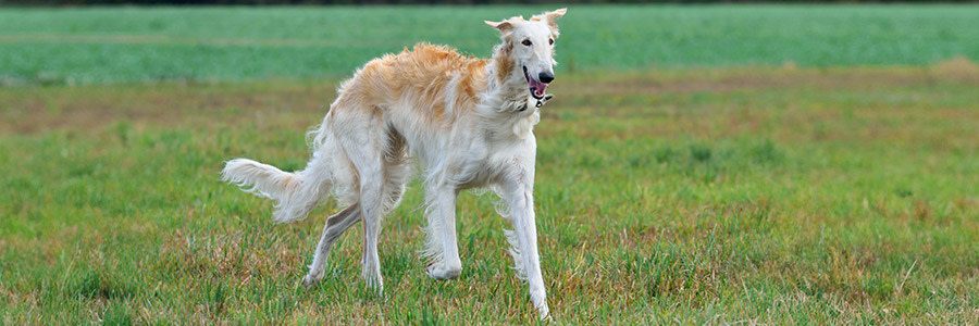 ARTICLE/DOG/BREED/BORZOI DESKTOP 900x300