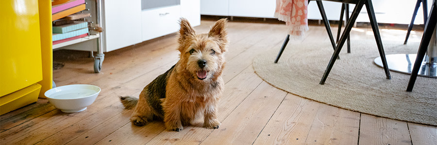 Hund som sitter i ett kök