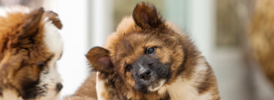 Hund som lutar huvudet på sned