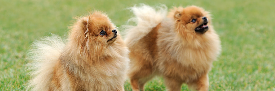 Två röda pomeranians står i gräset