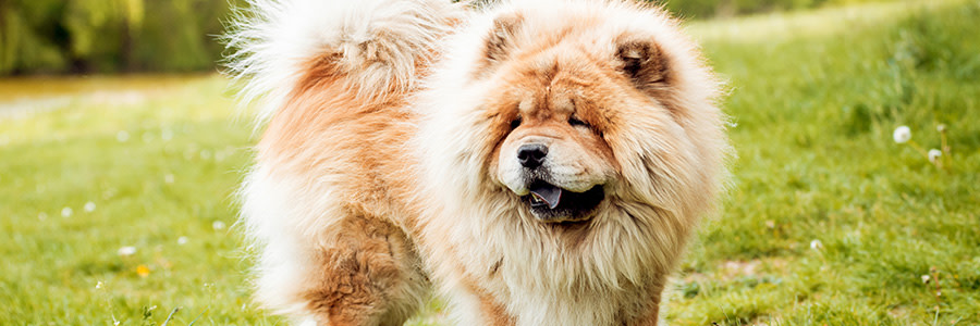 Chow chow-hund.