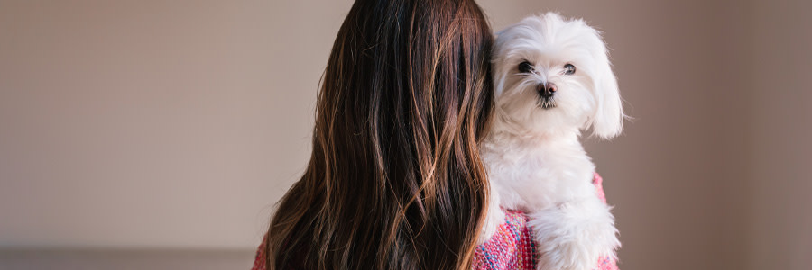 ARTICLE/DOG/BREED/MALTESE DESKTOP 900x300