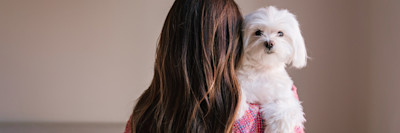 ARTICLE/DOG/BREED/MALTESE DESKTOP 900x300