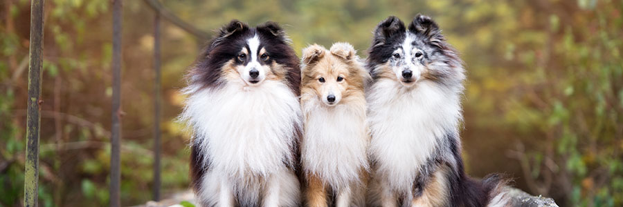 Shetland sheepdog