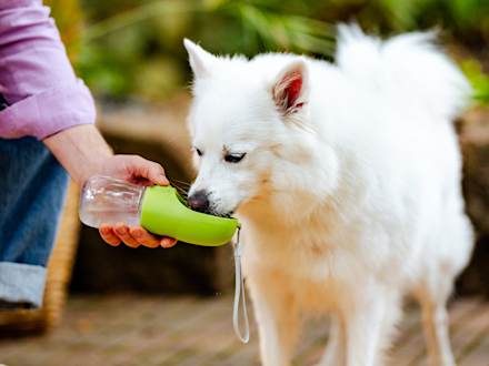 Se till att din hund får i sig vätska i sommar