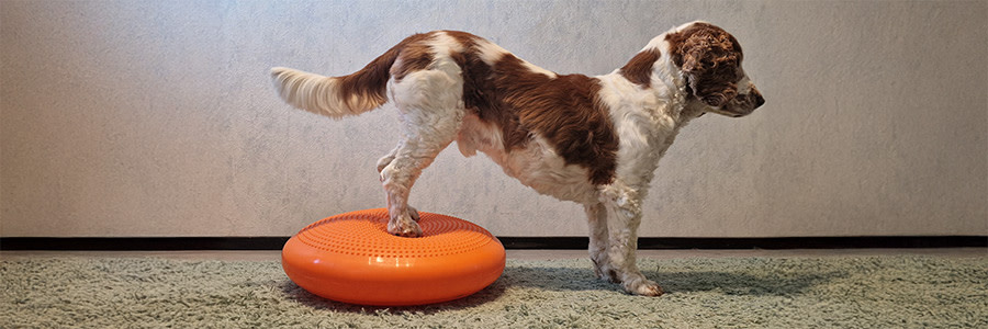 Hund står med baktassarna på balansboll