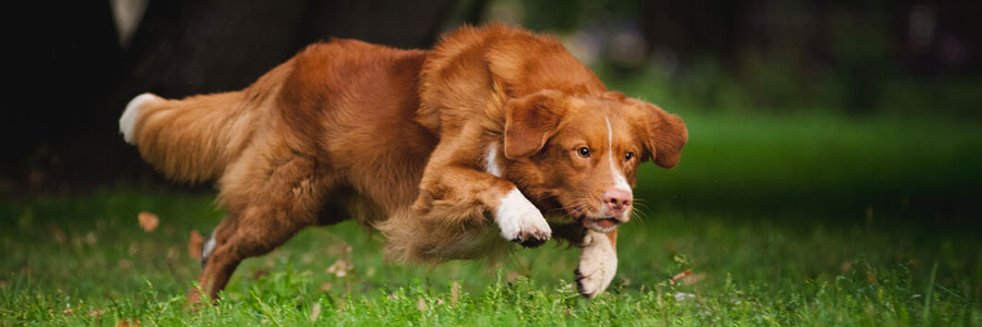 ARTICLE/DOG/BREED/NOVA SCOTIA DUCK TOLLING RETRIEVER TOLLARE DESKTOP 900x300