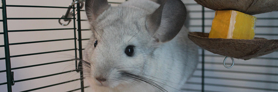 Chinchilla i en bur