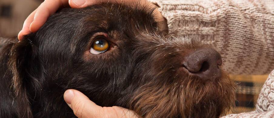Närbild på hund som blir klappad