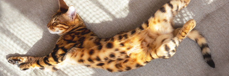 Bengal