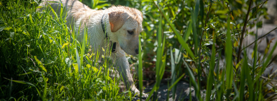 Hund som utforskar det höga gräset