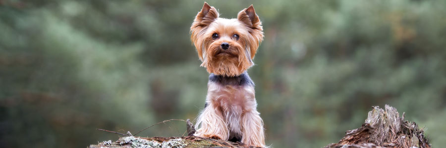 ARTICLE/DOG/BREED/YORKSHIRE TERRIER DESKTOP 900x300