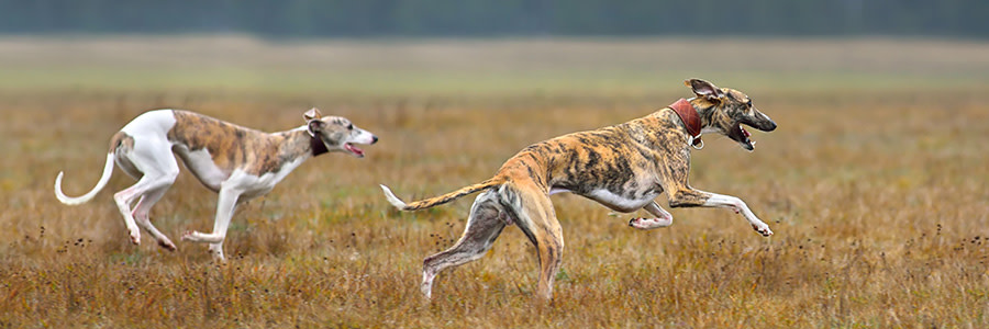 ARTICLE/DOG/BREED/WHIPPET DESKTOP 900x300