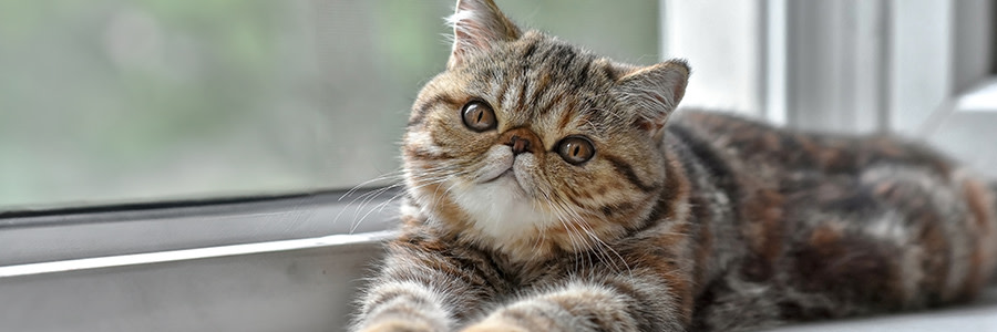 Exotic katt