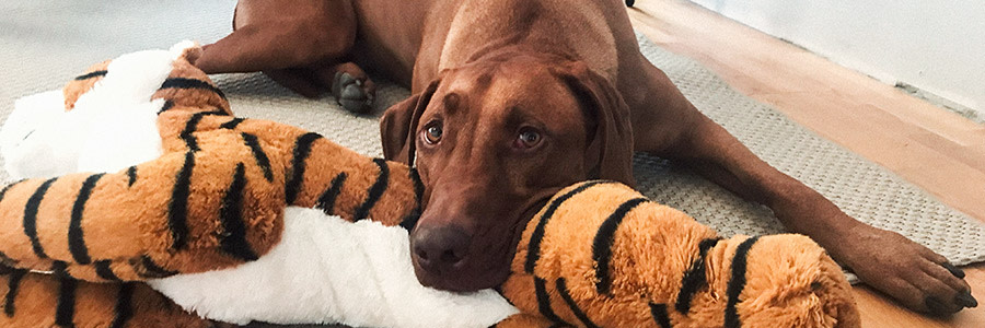 Hund vilar huvudet på ett mjukisdjur på golvet