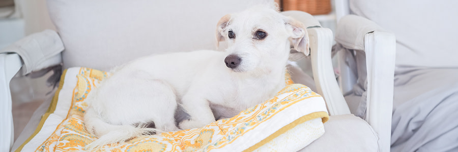 Liten hund som vilar på en kudde i en fåtölj