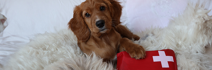 Hundvalp med tassen på en första-hjälpen väska