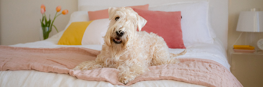 Hund som ligger på en säng med huvudet på sned