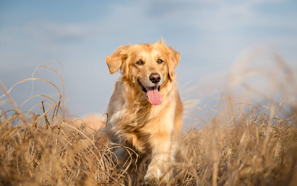 Golden retriever springer på åker