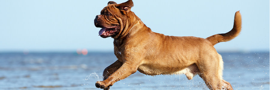 Mastiff