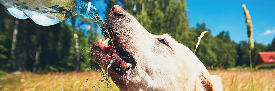 Hund dricker vatten ur vattenflaska utomhus