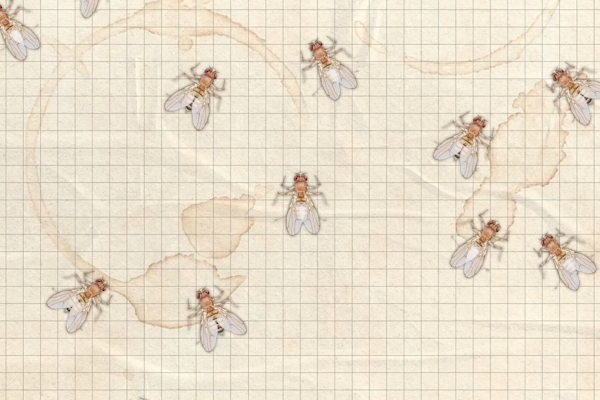 FRUIT FLIES P 1