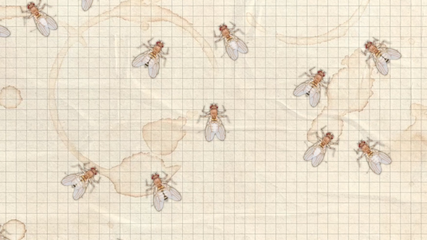 FRUIT FLIES P 1