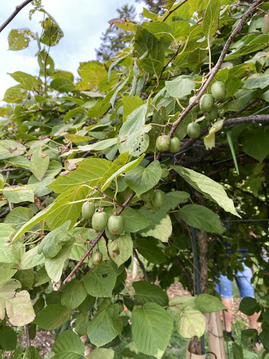 Kiwi Berry Tree