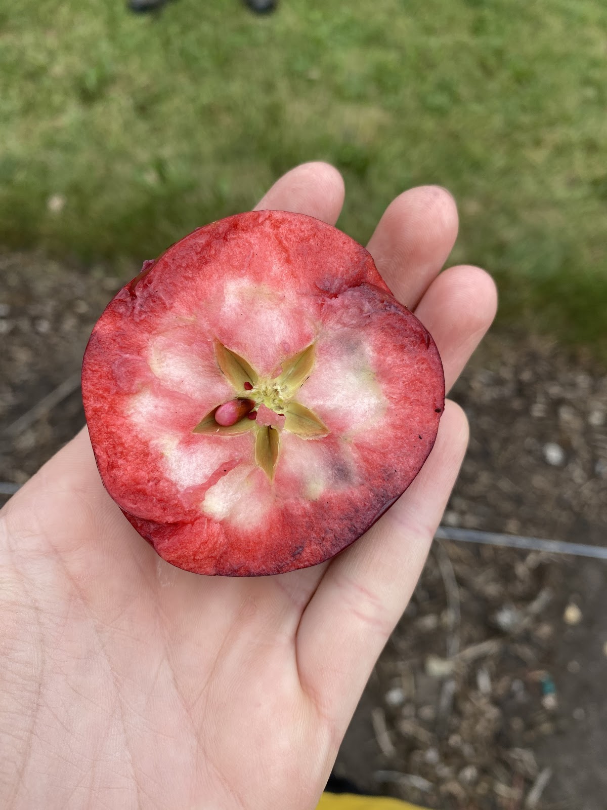 Red Flesh Apple